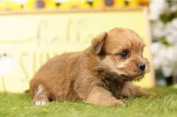 TOLL, a female Morkie for sale in Lake Mills, IA – 2 of 3