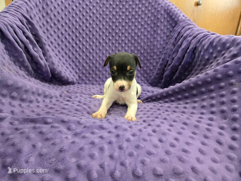RACHEL – Rat Terrier puppy for sale in Lake Mills, IA