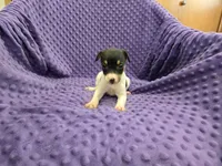RACHEL, a female Rat Terrier for sale in Lake Mills, IA – 1 of 4