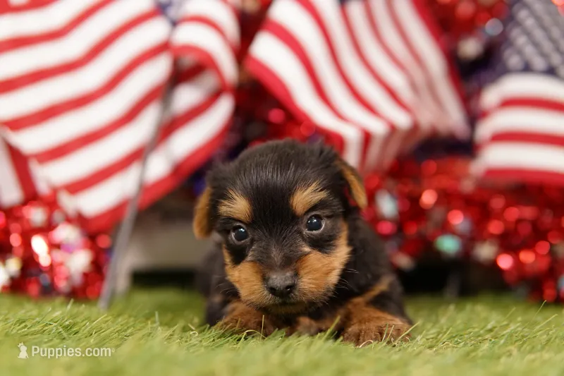 PENCIL – Yorkshire Terrier puppy for sale in Lake Mills, IA