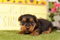 LIBERTY, a male Yorkshire Terrier for sale in Lake Mills, IA – 3 of 3