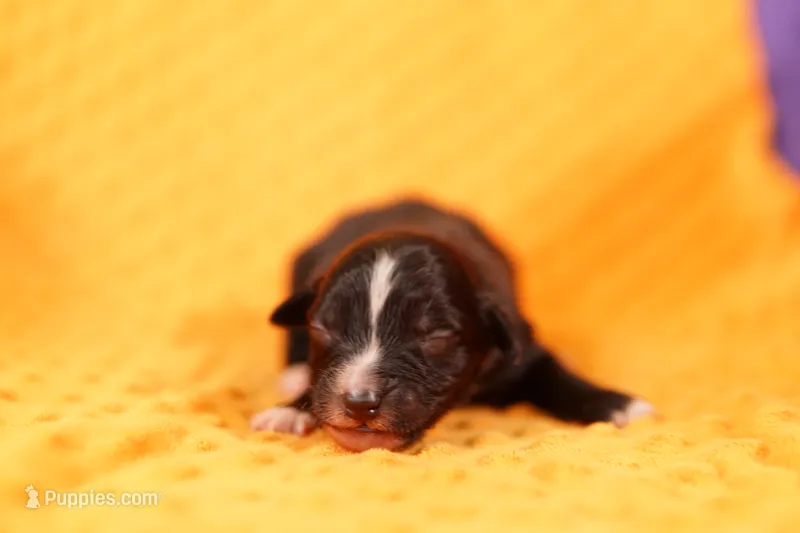 DRONE – Aussiedoodle puppy for sale in Lake Mills, IA
