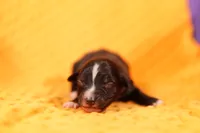 DRONE, a male Aussiedoodle for sale in Lake Mills, IA – 1 of 2