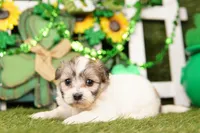 CEMENT, a female Shichon for sale in Lake Mills, IA – Photo 2 of 3