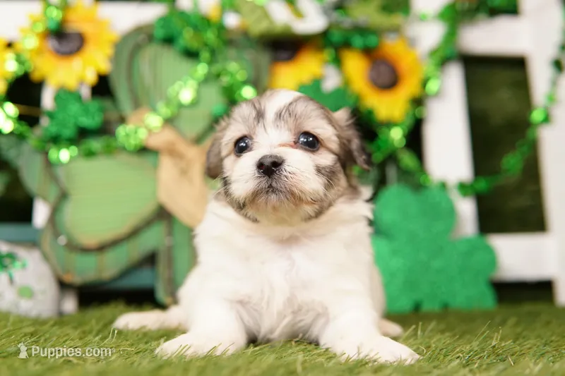 CEMENT – Shichon puppy for sale in Lake Mills, IA
