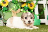 CEMENT, a female Shichon for sale in Lake Mills, IA – Photo 3 of 3