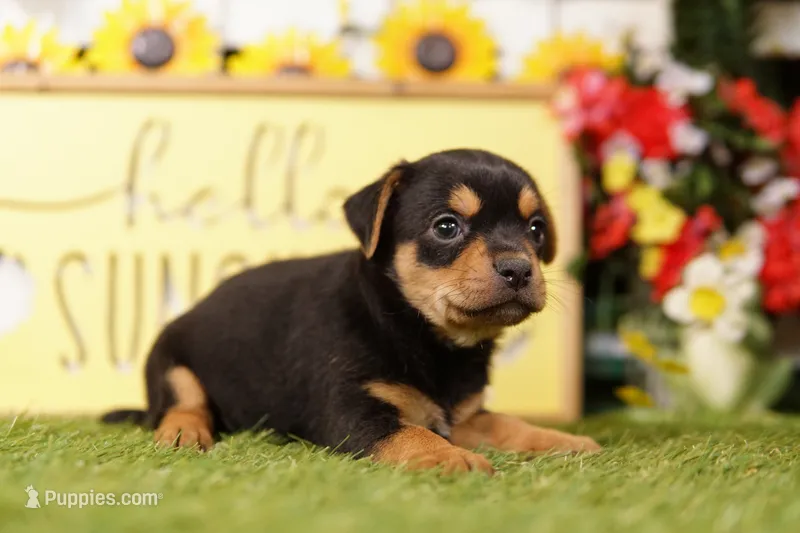 STRIPE – Chihuahua, Yorkshire Terrier puppy for sale in Lake Mills, IA