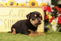 STRIPE, a male Chihuahua and Yorkshire Terrier for sale in Lake Mills, IA – 1 of 3