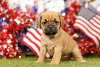 ALTER, a female Puggle for sale in Lake Mills, IA – 2 of 3