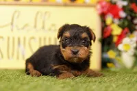 NUCLEUS, a female Yorkshire Terrier for sale in Lake Mills, IA – 1 of 3