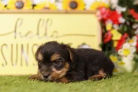 ATOM, a male Yorkshire Terrier for sale in Lake Mills, IA – 3 of 3