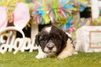 CHALLENGER, a male Bichpoo for sale in Lake Mills, IA – Photo 1 of 3