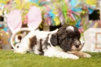 CHALLENGER, a male Bichpoo for sale in Lake Mills, IA – Photo 3 of 3