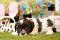 CHALLENGER, a male Bichpoo for sale in Lake Mills, IA – Photo 2 of 3
