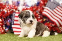 DELAY, a male Havapoo for sale in Lake Mills, IA – 2 of 3