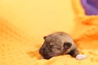 SCREWDRIVER, a male Miniature Schnauzer for sale in Lake Mills, IA – 1 of 2
