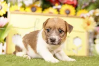 HURON, a male Jack Russell Terrier for sale in Lake Mills, IA – 5 of 5