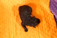 HELICOPTOR, a male Aussiedoodle for sale in Lake Mills, IA – 2 of 2