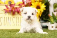 SNOW, a male Maltese for sale in Lake Mills, IA – 4 of 4
