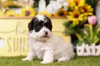 BRANCH, a female Schnoodle for sale in Lake Mills, IA – 3 of 3