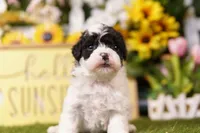 BRANCH, a female Schnoodle for sale in Lake Mills, IA – 2 of 3