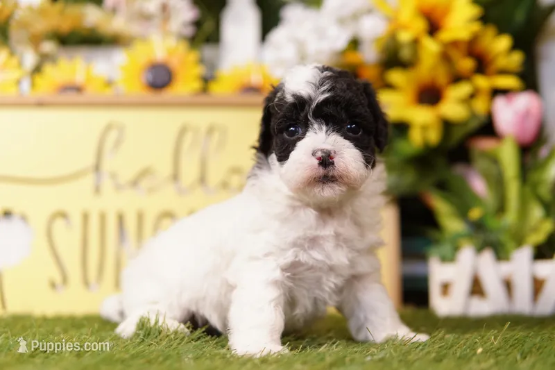 BRANCH – Schnoodle puppy for sale in Lake Mills, IA