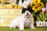 BRANCH, a female Schnoodle for sale in Lake Mills, IA – 1 of 3