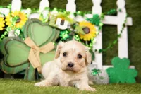 ICY COKE, a female Cavachon for sale in Lake Mills, IA – Photo 3 of 3