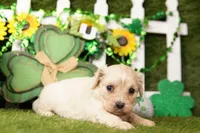 ICY COKE, a female Cavachon for sale in Lake Mills, IA – Photo 2 of 3