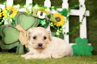 ICY COKE, a female Cavachon for sale in Lake Mills, IA – Photo 1 of 3