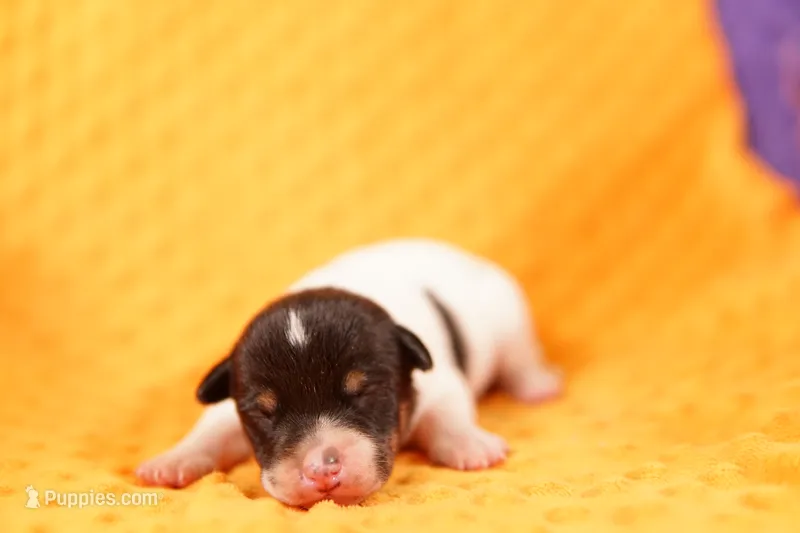 JOEY – Rat Terrier puppy for sale in Lake Mills, IA