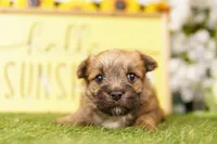 TAX, a male Morkie for sale in Lake Mills, IA – 2 of 3