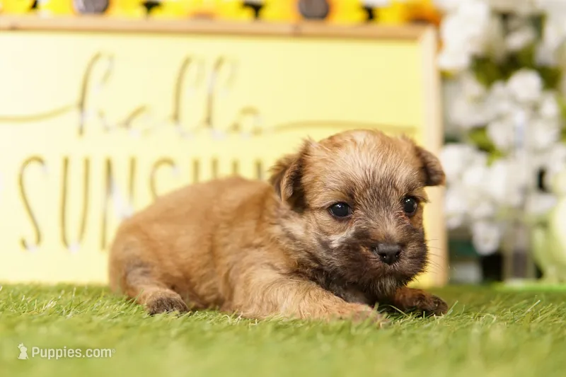 TAX – Morkie puppy for sale in Lake Mills, IA
