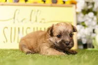 TAX, a male Morkie for sale in Lake Mills, IA – 1 of 3