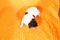 JOEY, a male Rat Terrier for sale in Lake Mills, IA – 2 of 2