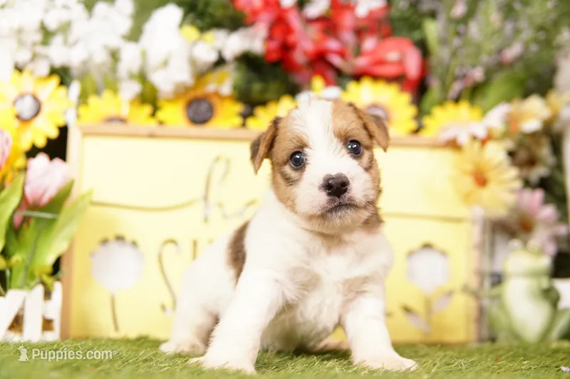 MICHIGAN – Jack Russell Terrier puppy for sale in Lake Mills, IA