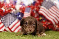 HUMID, a female Chipoo for sale in Lake Mills, IA – 3 of 3