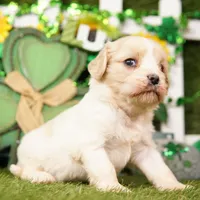 SUNDAE, a female Cavachon for sale in Lake Mills, IA – Photo 1 of 3