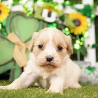 SUNDAE, a female Cavachon for sale in Lake Mills, IA – Photo 2 of 3