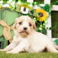 SUNDAE, a female Cavachon for sale in Lake Mills, IA – Photo 3 of 3