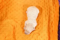 BARNEY, a male Schnoodle for sale in Lake Mills, IA – Photo 2 of 2