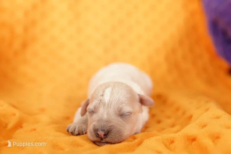 BARNEY, a male Schnoodle for sale in Lake Mills, IA – Photo 1 of 2