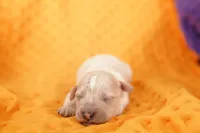 BARNEY, a male Schnoodle for sale in Lake Mills, IA – Photo 1 of 2