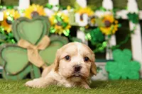 CUP, a male Cockapoo for sale in Lake Mills, IA – Photo 1 of 3