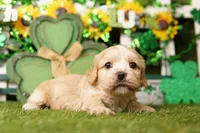 CUP, a male Cockapoo for sale in Lake Mills, IA – Photo 2 of 3