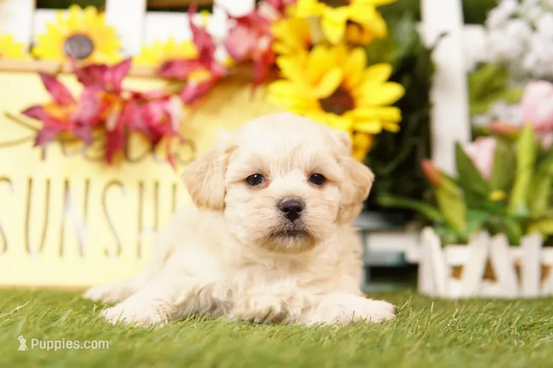 VALENTINE – Shichon puppy for sale in Lake Mills, IA