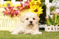 VALENTINE, a female Shichon for sale in Lake Mills, IA – Photo 1 of 3
