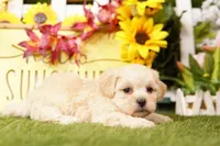 VALENTINE, a female Shichon for sale in Lake Mills, IA – Photo 2 of 3