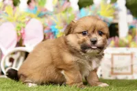 CHEE, a female Pomeranian and Shih Tzu for sale in Lake Mills, IA – Photo 3 of 3