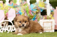 CHEE, a female Pomeranian and Shih Tzu for sale in Lake Mills, IA – Photo 2 of 3